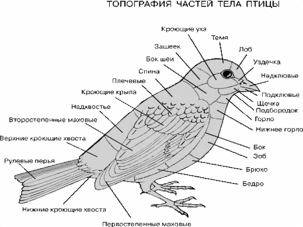 Части подов. Части тела птицы схема биология 7 класс. Отделы тела птиц 7 класс биология. Строение туловища голубя внешнее. Внешнее строение птицы биология.