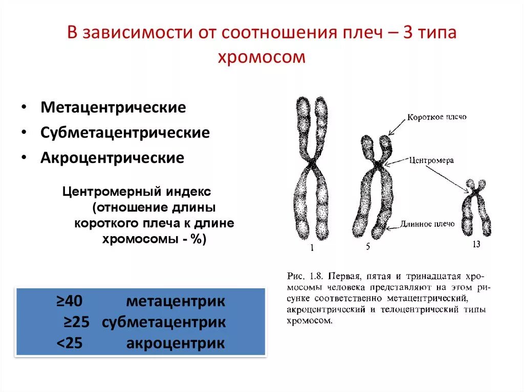 Какую форму имеет хромосома. Типы хромосом акроцентрические. Акроцентрические хромосомы человека. Субметацентрические хромосомы. Метацентрические субметацентрические акроцентрические хромосомы.