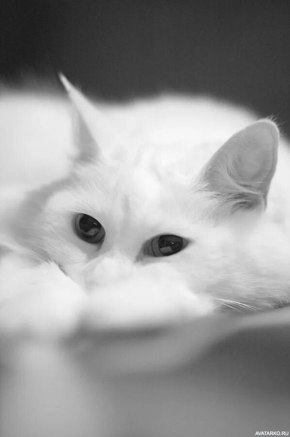 Белый жалко. Грустная кошка. Грустный белый котенок. Грустная белая кошка. Ёшка грустит.