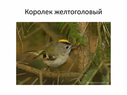 Королек описание