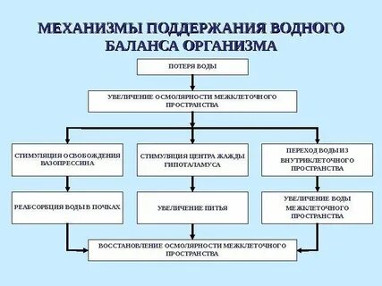 Механизмы развития организма