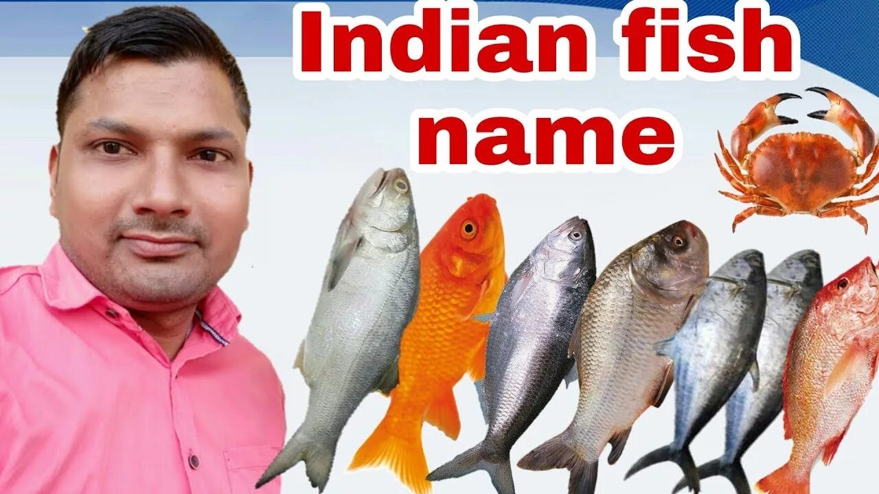 Fish name. Fish names. Fish names list. Имена для рыб. Seafish with names.