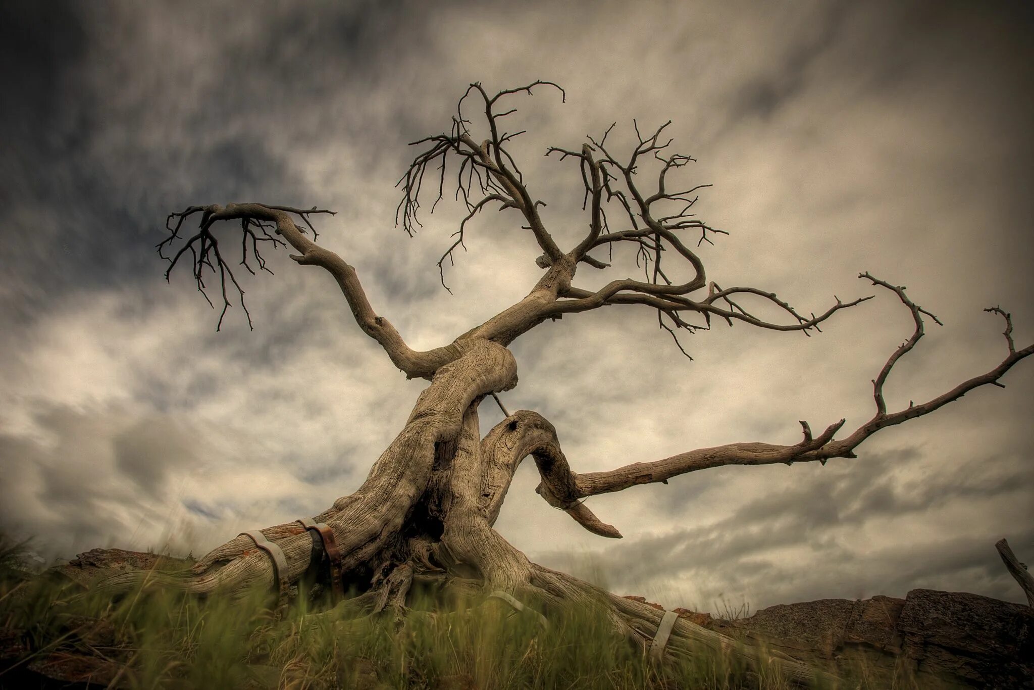 Death tree. Корявое дерево. Death tree. Засохшее дерево. Мертвое дерево.