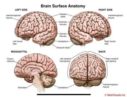 Brain side