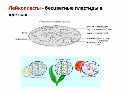 Лейкопласты растительной клетки