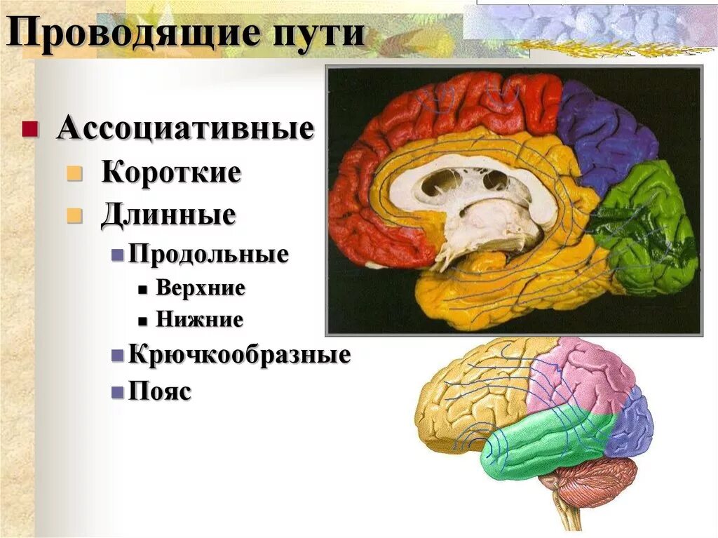 Различные ассоциативные. Короткие и длинные ассоциативные пути. Ассоциативные проводящие пути. Короткие ассоциативные проводящие пути. Ассоциативные длинные проводящие пути.