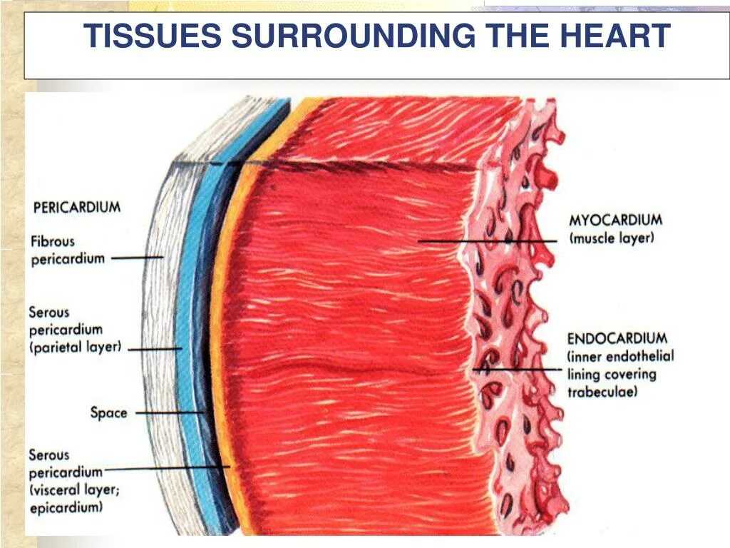 Миокард латынь. Эпикард перикард миокард. Миокард перикард эндокард. Перикард миокард эндокард строение стенки. Слои эндокарда анатомия.