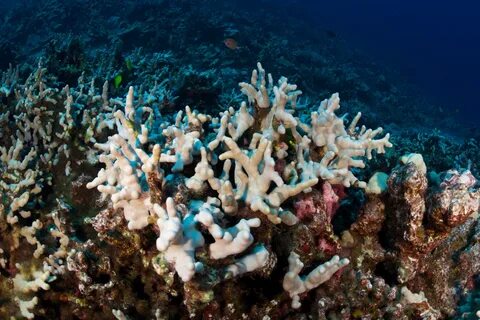 Take Australia’s Great Barrier Reef, for example: In the last five years, t...