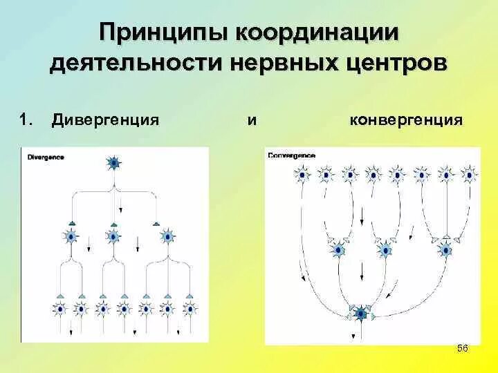 Дивергенция строение. Схема конвергенции и дивергенции в ЦНС. Дивергенция физиология ЦНС. Схема дивергенции физиология. Дивергенция и конвергенция в нервной системе.