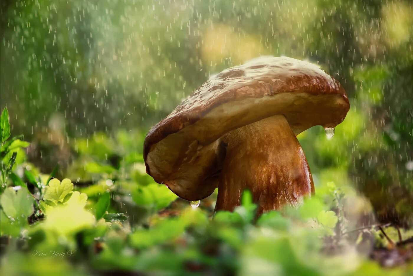 Хороша грибами время года. Грибы после дождя. Грибной дождь. Грибы под дождем. Летний грибной дождь.
