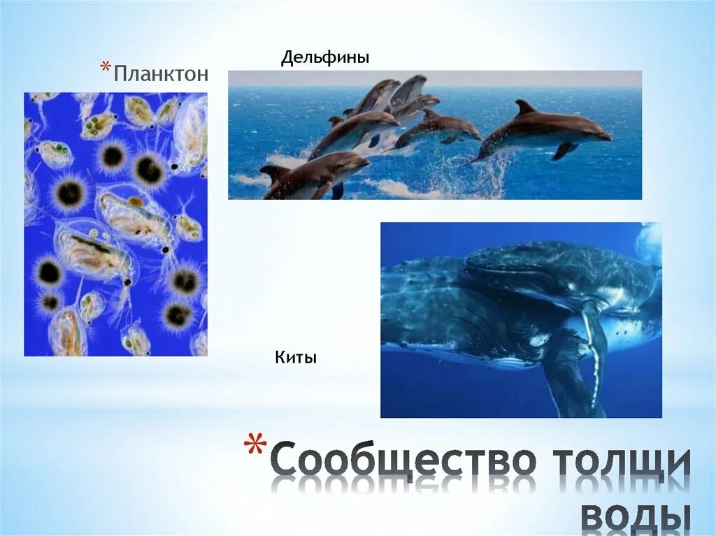 Сообщество толщи воды