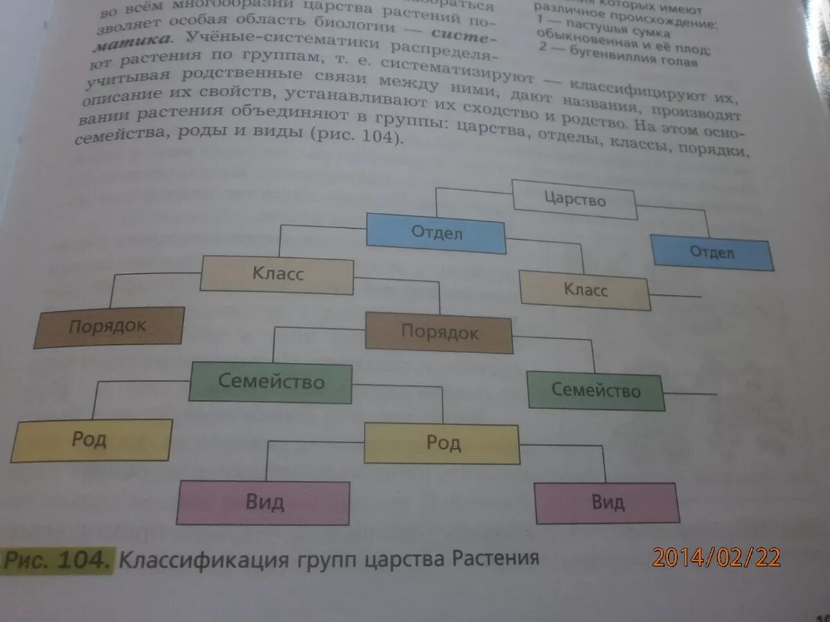 Примеры растений каждой группы. Примеры каждой группы растений начиная с царства. Приведи примеры каждой группы. Соподчинение групп растений.