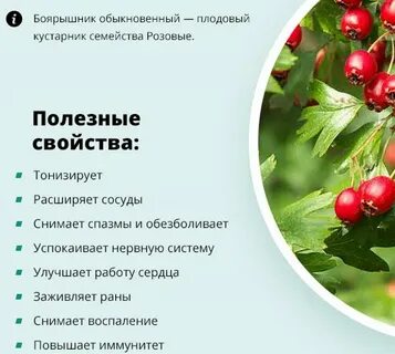 Боярышник мочегонный