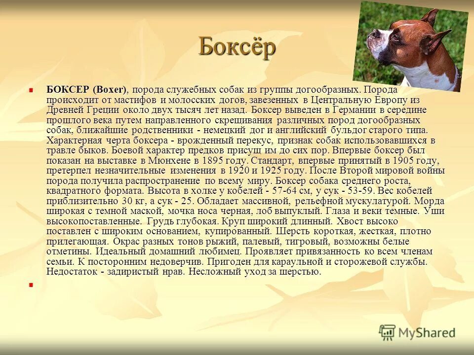 Доклад на тему собаки. Сообщение о породе собак немецкий боксер. Доклад про собаку. Боксёр собака доклад. Породе о собак про боксёров сообщение.