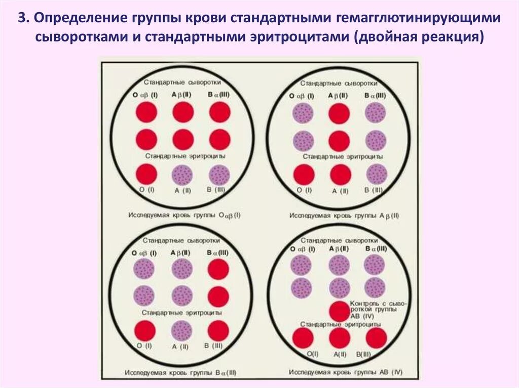 Определение группы крови и резус цоликлонами