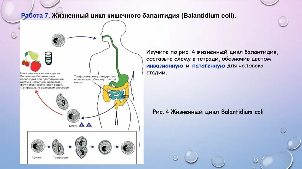 Цикл развития балантидия кишечного. Жизненный цикл балантидия кишечного. ЖЦ балантидия. Жизненный цикл балантидия.