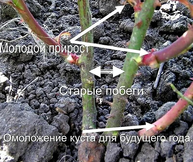 Обрезка роз осенью для начинающих на зиму. Обрезка чайно-гибридных роз весной. весенняя обрезка роз. правильная обрезка роз. обрезать розы весной.