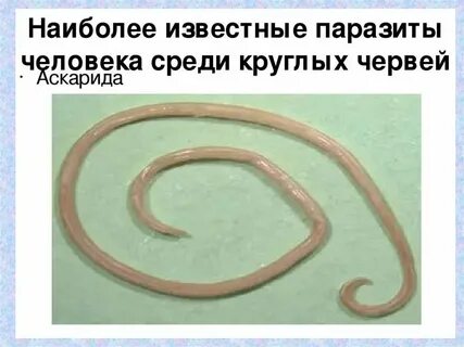 Паразитический образ жизни круглых червей