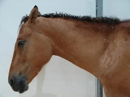Включилась коня