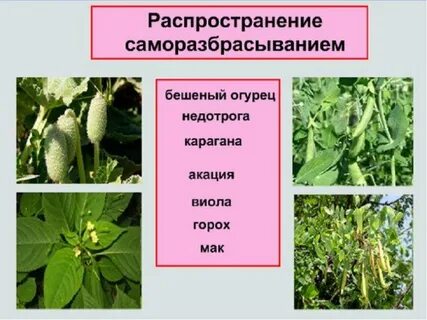 Способ распространения семян недотроги