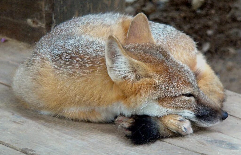 Fox because
