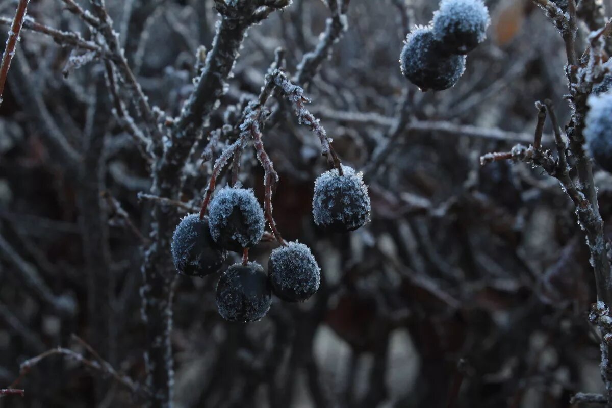 Ядреный морозец ударивший ночью сразу все преобразил. Ядреный морозец ударивший ночью сразу все преобразил. Причастие причастного оборота определяемое слово. Ядреный морозец ударивший ночью сразу все преобразил. Ядреный морозец ударивший ночью сразу все преобразил.