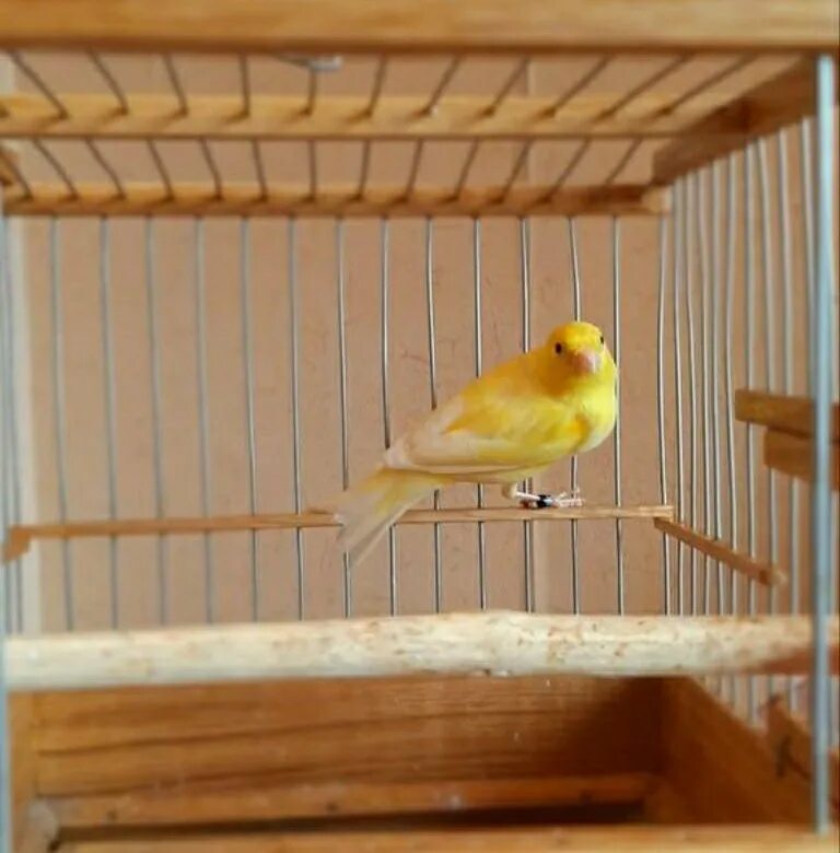 Канареек. Зеленая канарейка овсяночного. Русская канарейка овсяночного напева. Канарейка овсяночного окраса. Пение русской канарейки овсяночного.