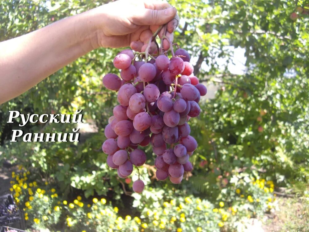 Виноград конфетка. Сорт винограда русский ранний. Виноград конфетка. Виноград новый русский. Виноград конфетка.