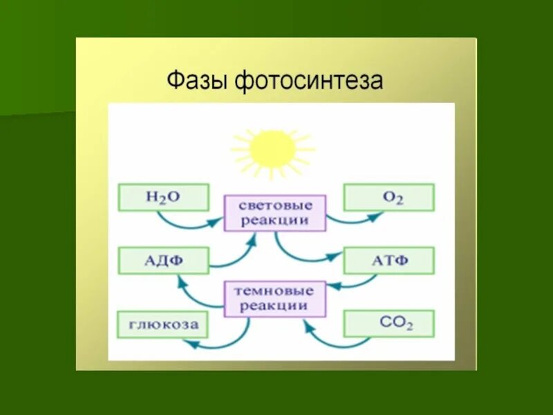 Фотосинтез схема. Схема процесса фотосинтеза. Схема реакции фотосинтеза. Световые и темновые реакции фотосинтеза. В световой фазе фотосинтеза используется