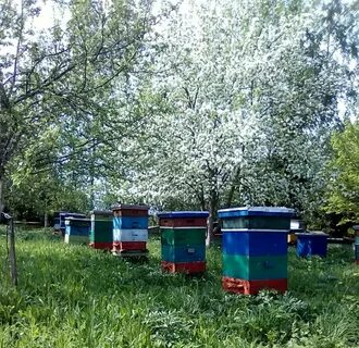 В деревне лимоновка открылась новая пасека