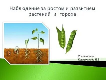 Рост гороха