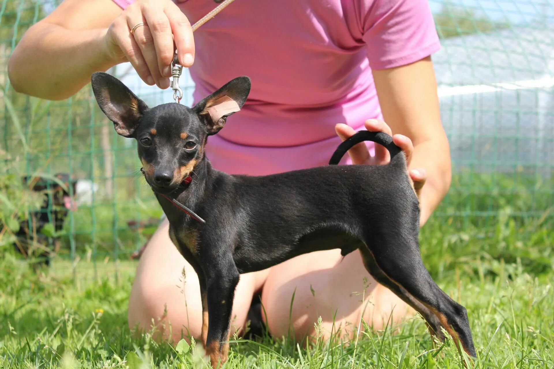 Ратлик. Пражский крысарик. Ратлик. Пражский крысарик мини. Ратлик.