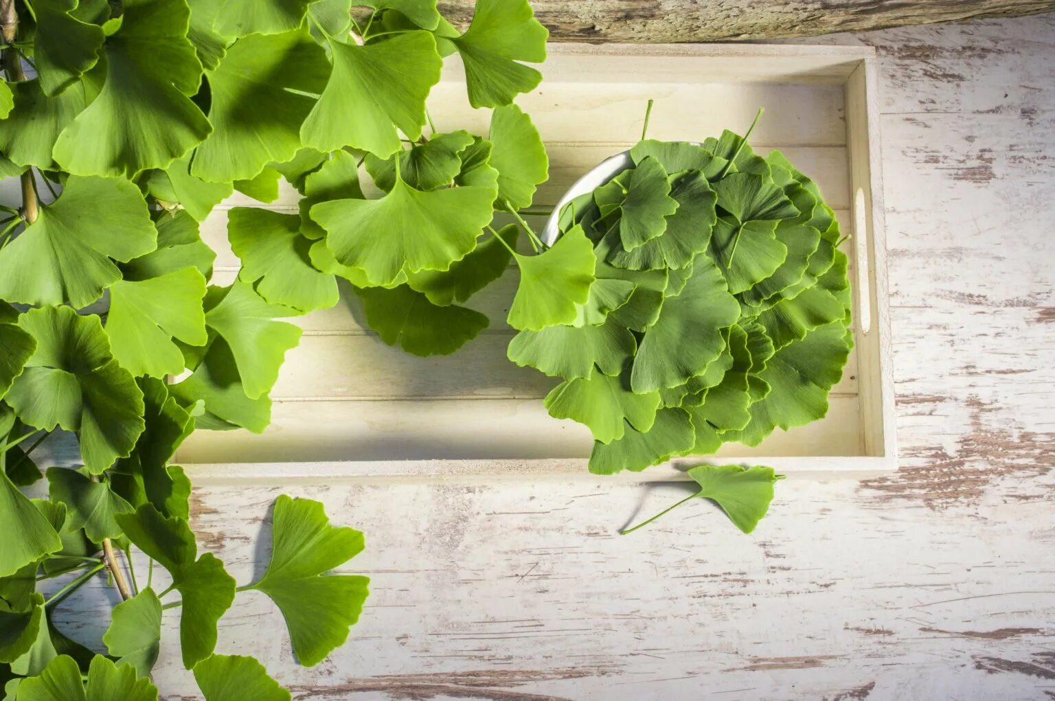 Виноград гинкго. Гинкго двулопастный дерево. гинкго двулопастный (ginkgo biloba). гинкго билоба дерево. ginkgo biloba растение.