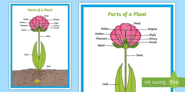 Plant транскрипция. /PLA:NT/ транскрипция. Parts of a Plant. Label the Parts of the Flower.