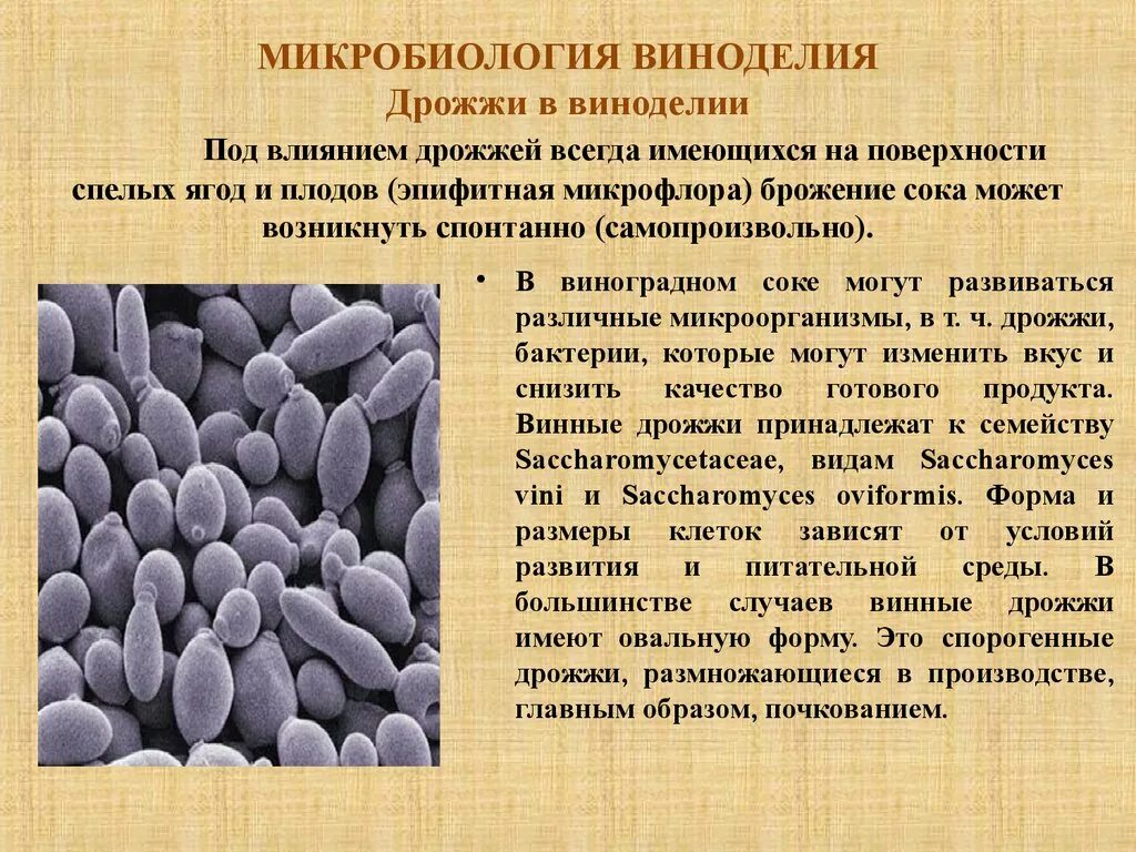 Сколько подходят дрожжи. Грибы дрожжи микробиология. Дрожжи как микроорганизмы. Дрожжи микробиология. Дрожжи полезные бактерии.