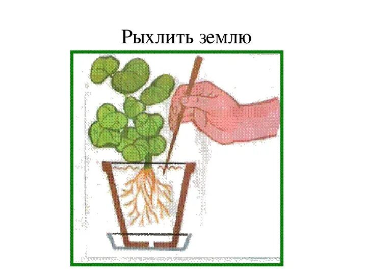 Правила рыхления почвы комнатных растений. Правила рыхления почвы комнатных растений. Рыхление почвы комнатных растений. Рыхлить комнатные растения. Рыхление комнатных растений.