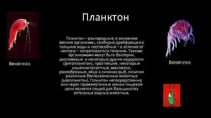 Планктон бокоплав. Планктон биология 7 класс. Сообщение о планктоне. Планктон мелкие организмы.