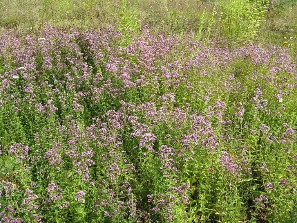 душица обыкновенная (oríganum vulgáre). душица обыкновенная compactum. чабрец душица матрешка. душица обыкновенная. душица мила орегано.