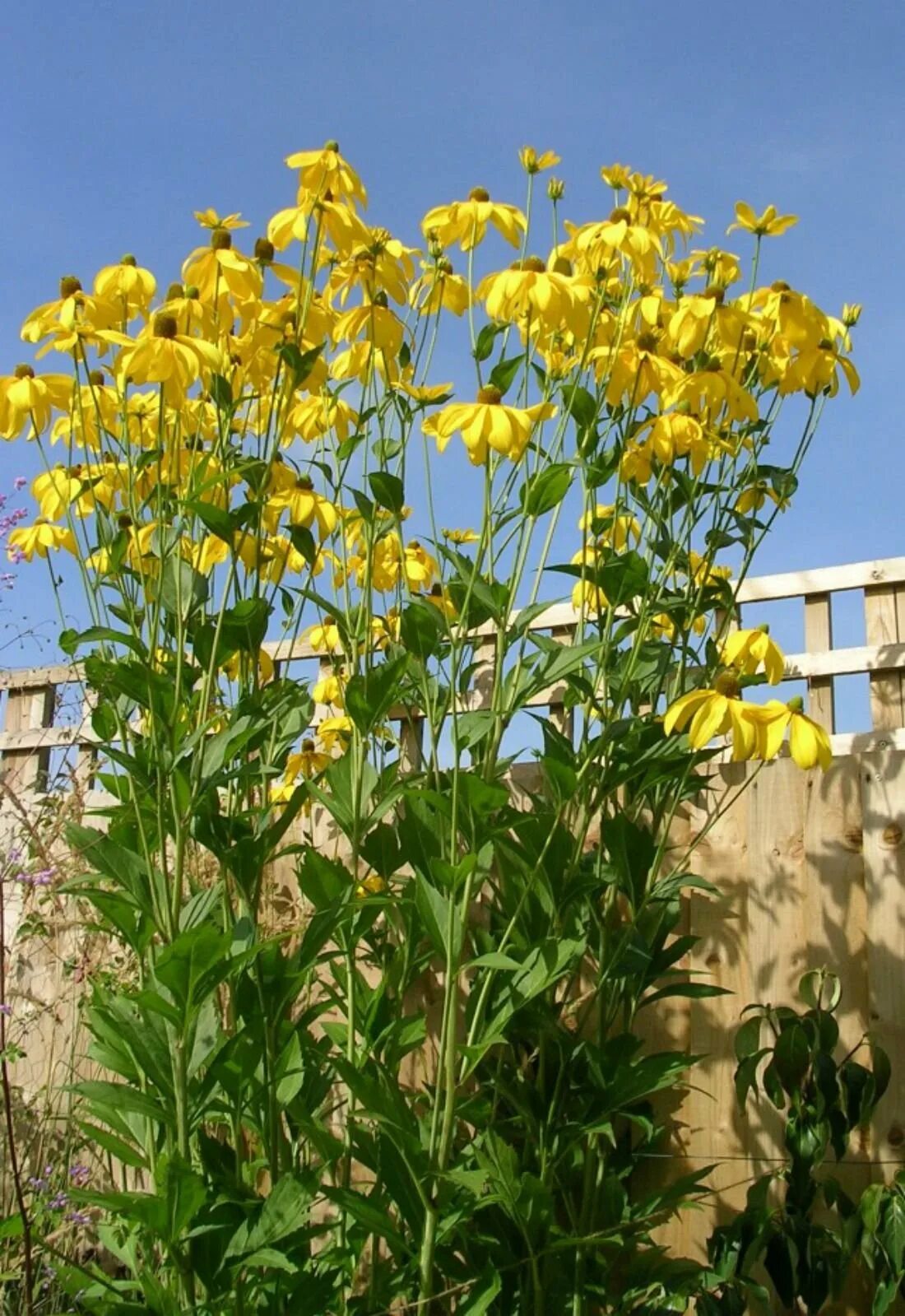 Название высоких желтых цветов. Rudbeckia laciniata. Rudbeckia nitida. Высокорослые желтые многолетники. Многолетки желтый цветок.