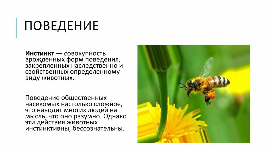 Инстинкт 7 класс. Пчелы общественные насекомые. Презентация насекомое пчела. Общественные насекомые пчелы и муравьи. Пчелы общественные насекомые презентация.
