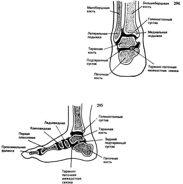 Голеностопный сустав. Малоберцовая кость голеностопный сустав. Мягкие ткани голеностопного сустава анатомия. Голеностопный сустав анатомия Доэрти. Малоберцовая связка голеностопного сустава схема.