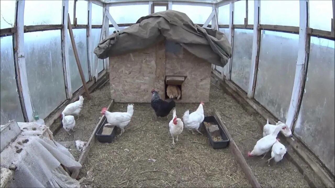 Содержание птицы на личном подворье