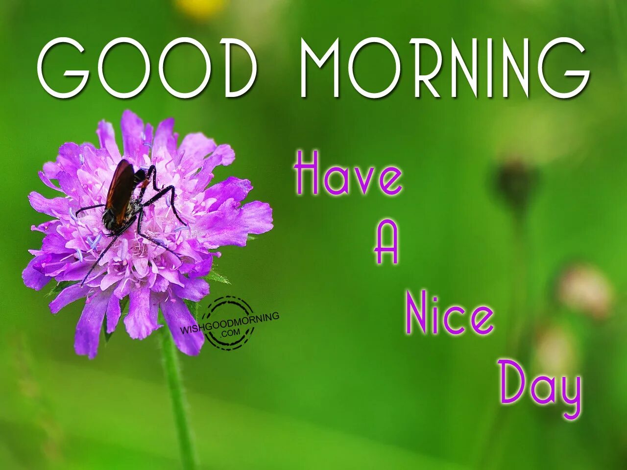 Good morning got. Good morning have a nice Day картинки. Good Day картинки. Открытки good morning have a good Day. Good morning have a good Day.