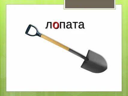 Сонник лопата