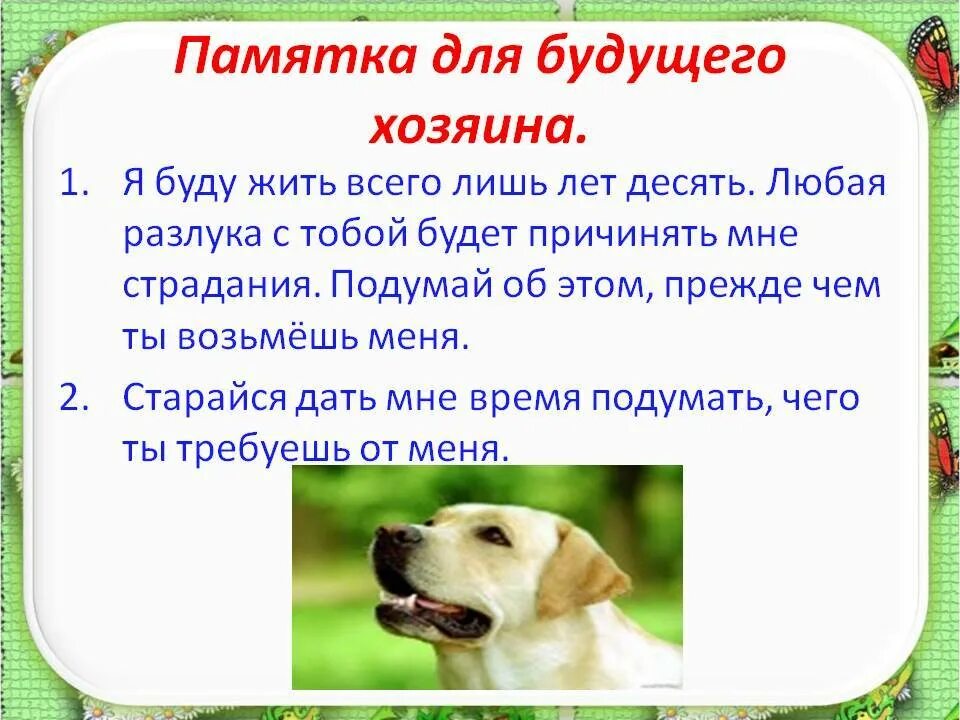 Будущий хозяин. Манул фото. Будущий хозяин. Будущий хозяин. Абу двач варламов.