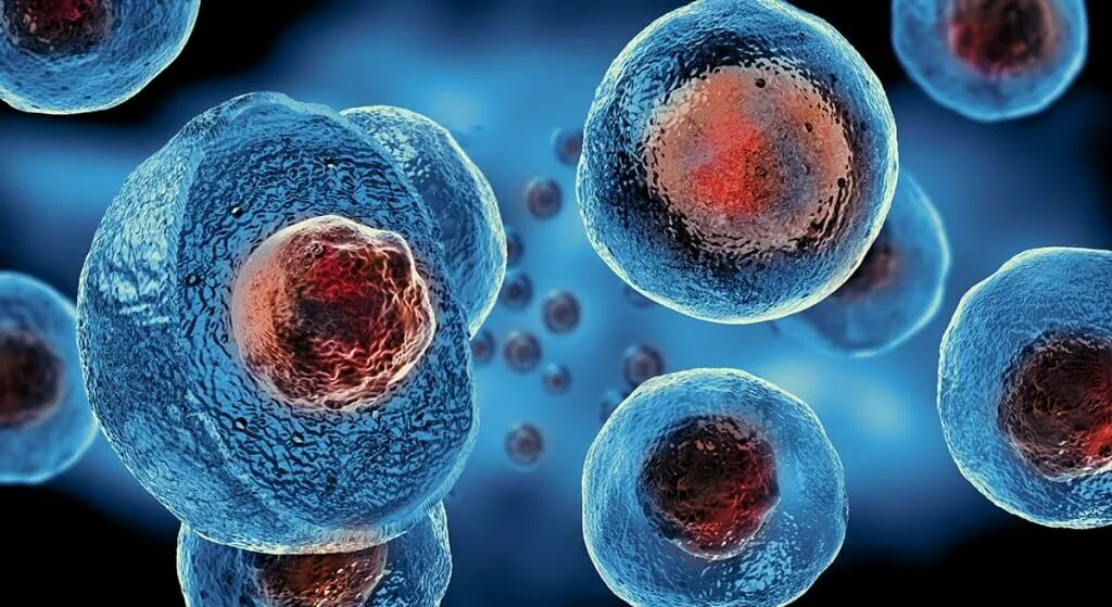 1)Эмбриональные стволовые клетки -. Фетальные стволовые клетки. Эпидермальные стволовые клетки. Фетальные стволовые клетки под микроскопом.