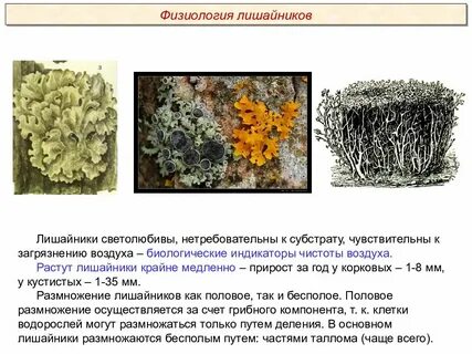 Работы по лишайникам