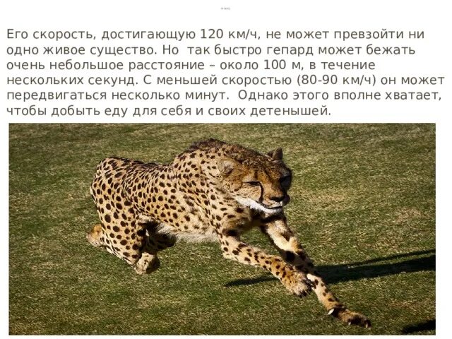 Гепард развивает максимальную скорость. Гепард может бежать со скоростью. самое быстрое живое существо. самое быстрое животное в мире и его скорость. самое быстрое животное в россии.