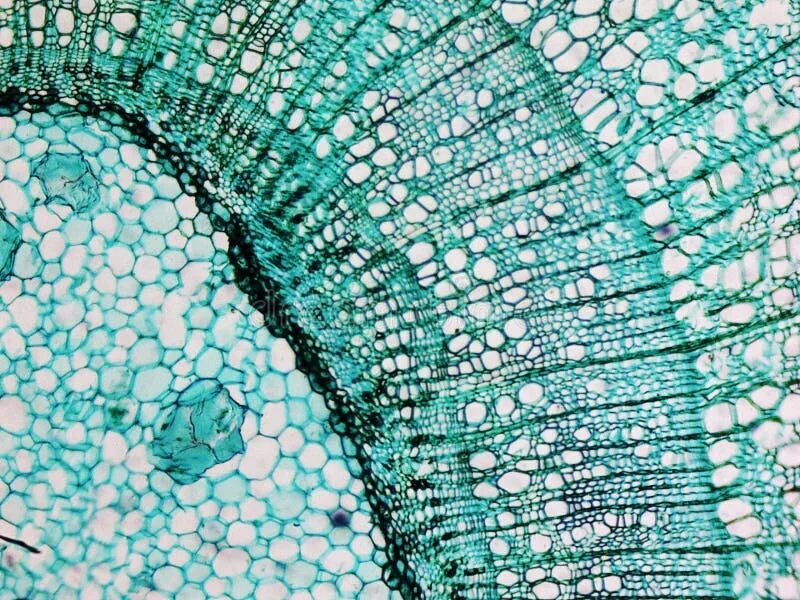 Ткань хвойных. Срез древесины сосны под микроскопом. Ткань хвойных под микроскопом. Дерево микроскоп. Срез дерева микроскоп.