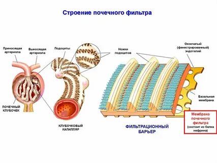 Почечная мембрана